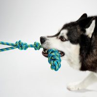 طناب بازی سگ مدل گره ای برند چیبو